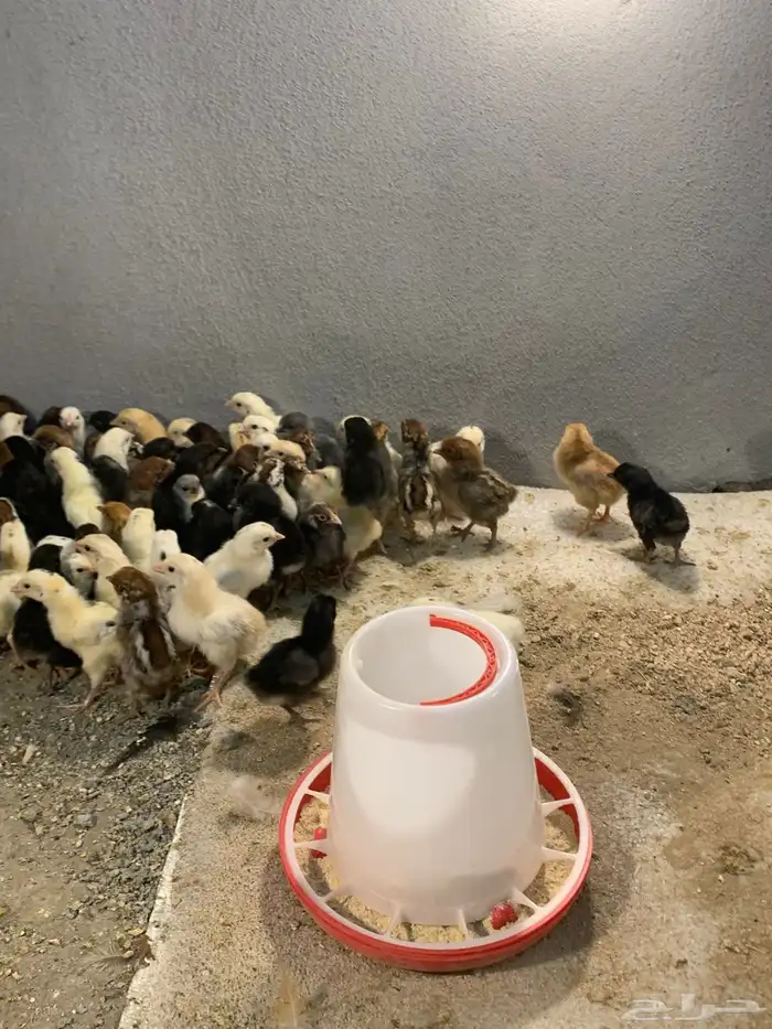 البيع صوص بلدي 1
