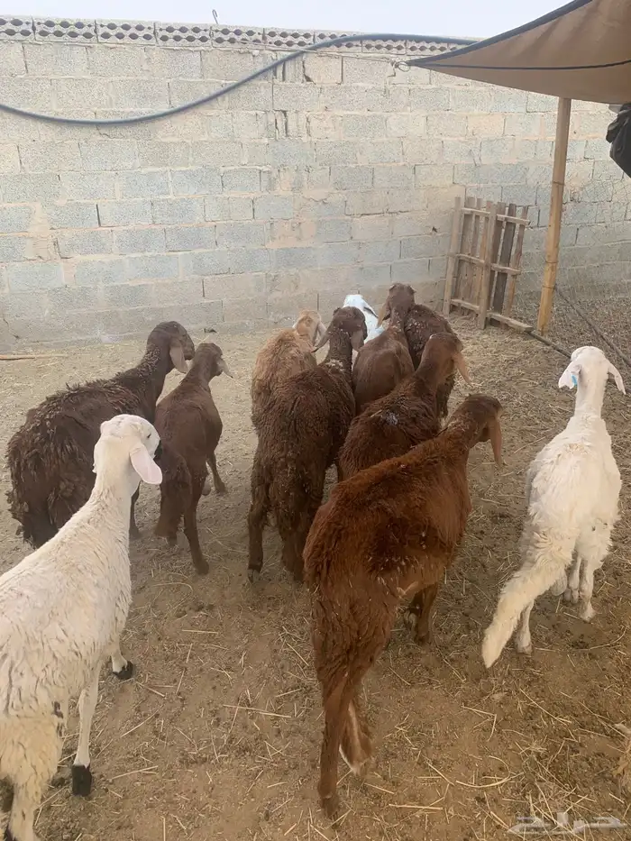للتجار والملاحم.. فرصة ذهبية من مزرعة صفوة البادية 5