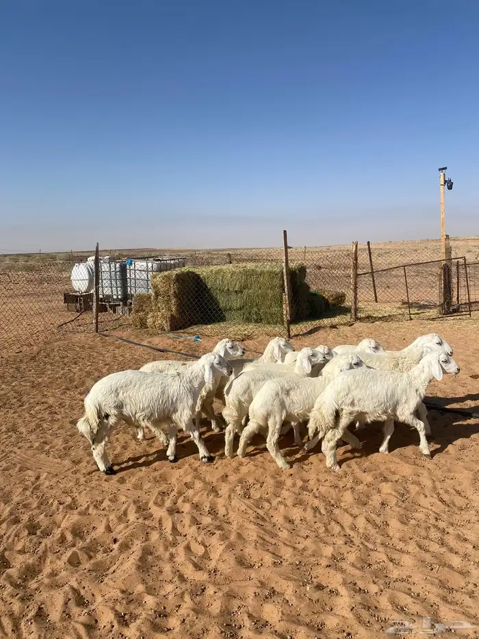 بهم حري تم البيع 2