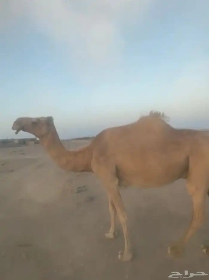 ناقه لقحه صفراء 2
