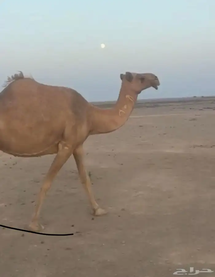ناقه لقحه صفراء 1