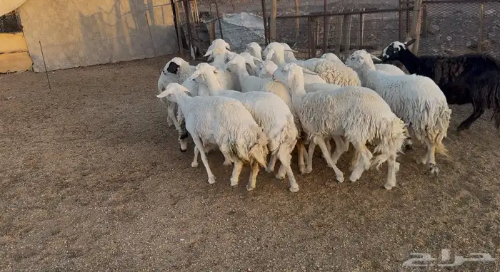 ضان حريات 7