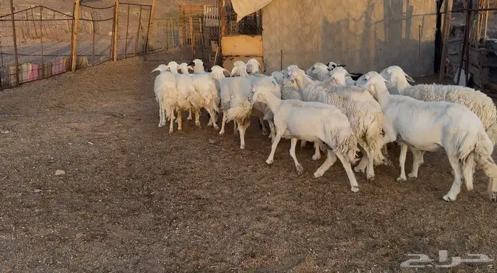 ضان حريات 5