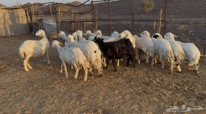 ضان حريات 3