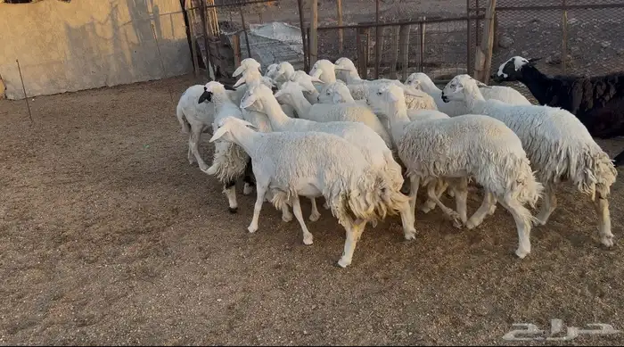 ضان حريات 1