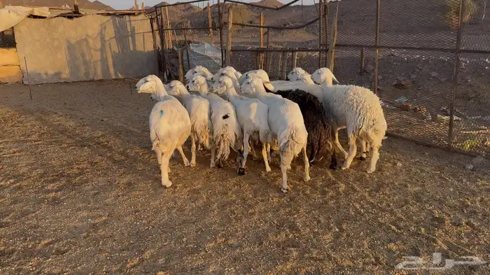 ضان حريات 2