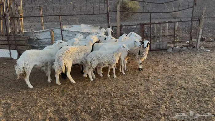 ضان حريات 4