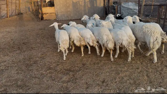ضان حريات 6