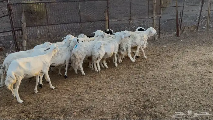 ضان حريات 8