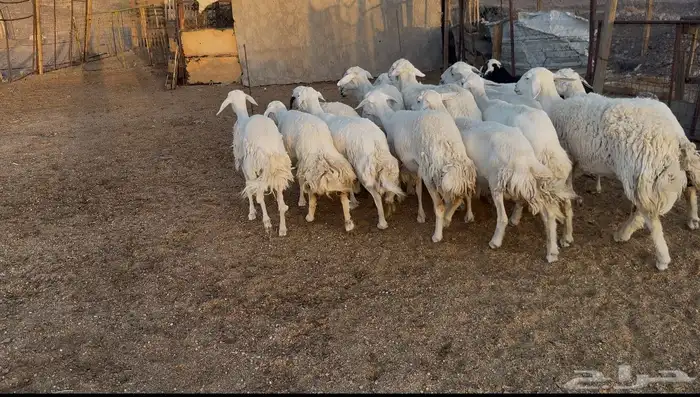 ضان حريات 0