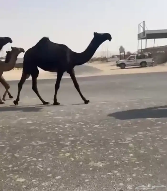 للبيع ابل الكفووو مجاهيم العدد خمس 1