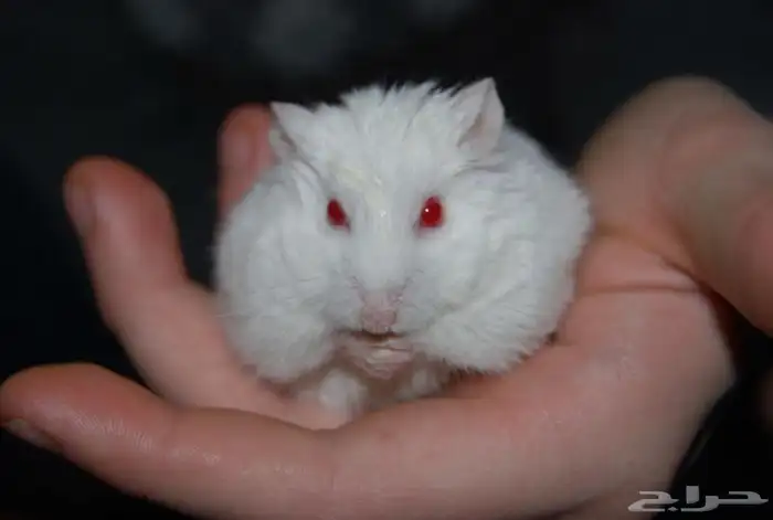 زوج مع صغارهم هامستر روسي الفرو كثيف وبيت3 دور 3