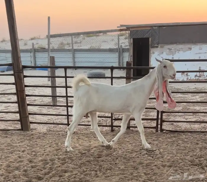 عنز هولنديه .. تم البيع 1