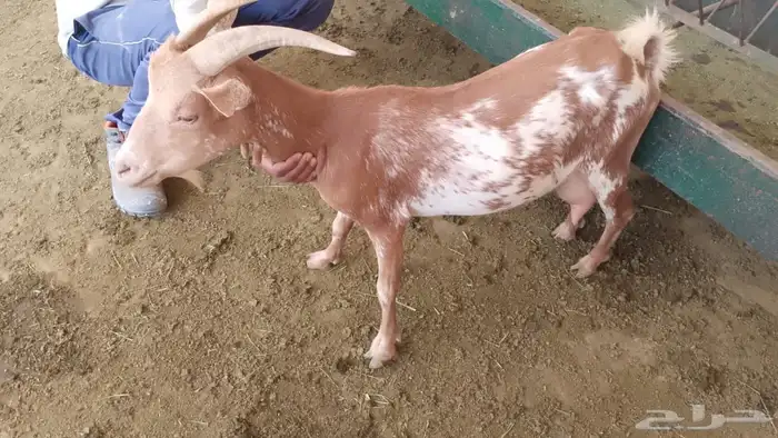 مراح معزا قزميه 7