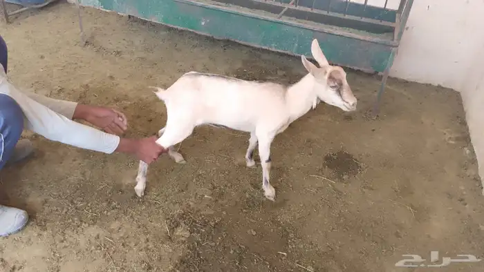 مراح معزا قزميه 12