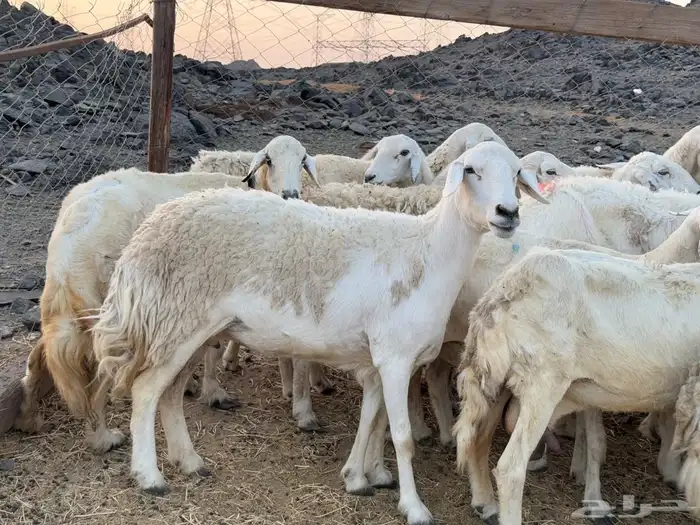 ضان مقنوي من 900 0
