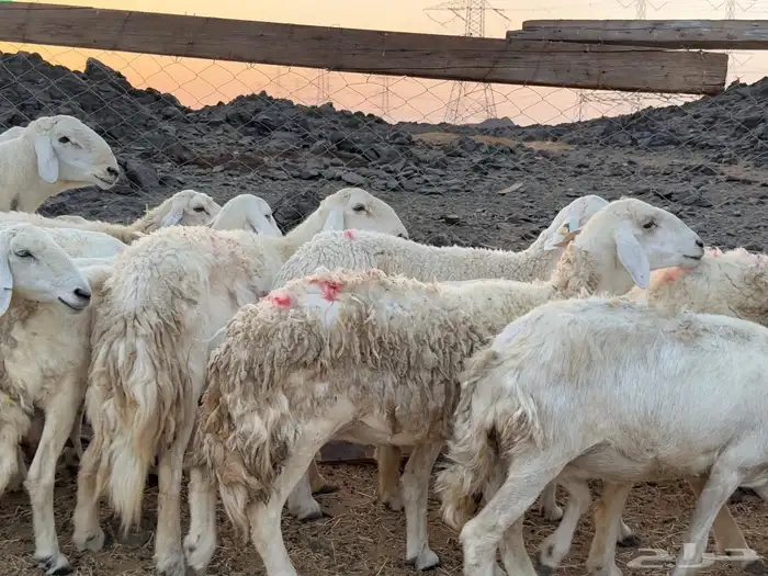ضان مقنوي من 900 7