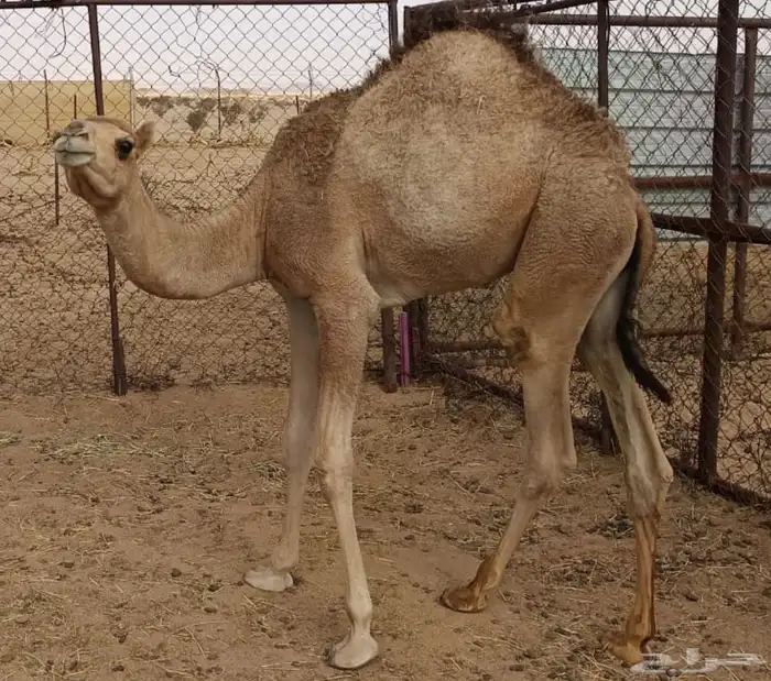 قعود مفرود للييع 0