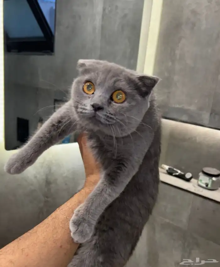 انثى سكوتش 0