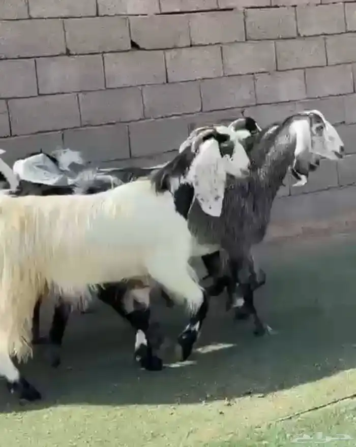 جفار مشااريك مضاريع 0