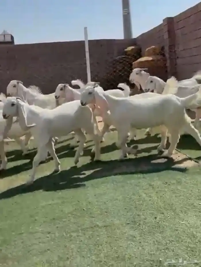 جفار بيض مشارييك 0