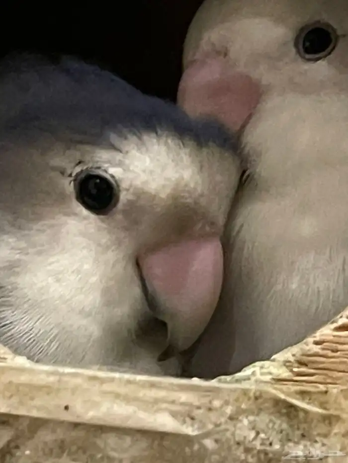ببغاء 2