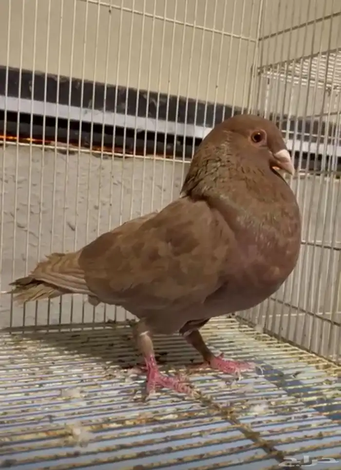 زاجل احمر 2