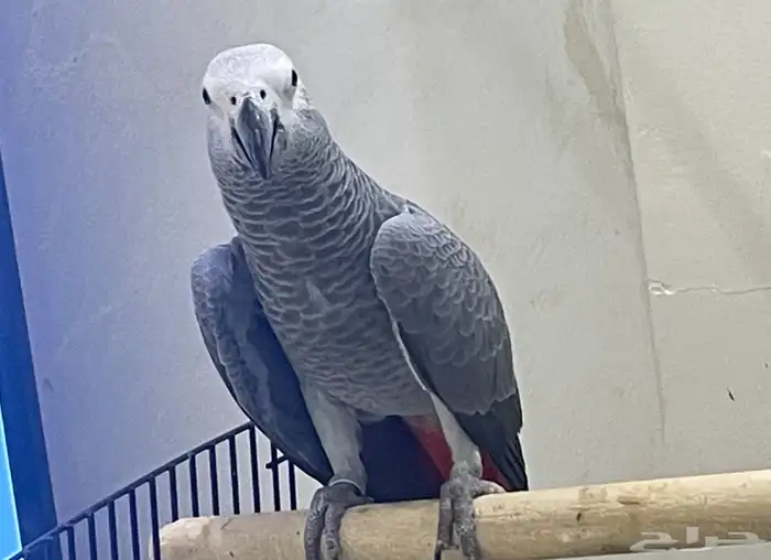 كاسكو فرخ هدد 6