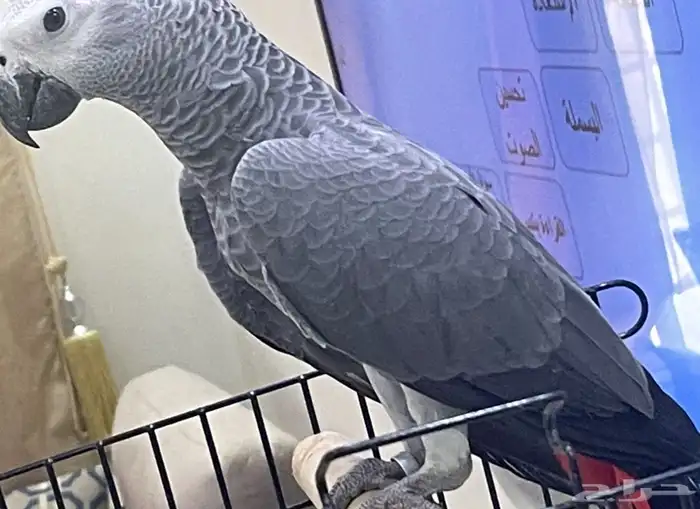 كاسكو فرخ هدد 5