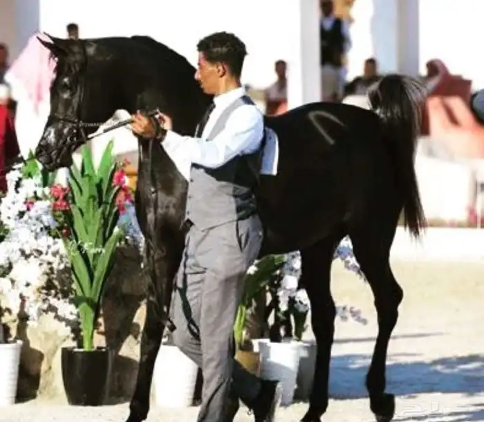 مهر (واهو) 7
