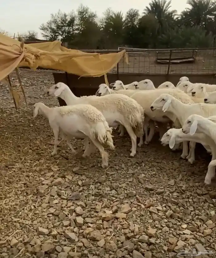 ضأن صنف 0