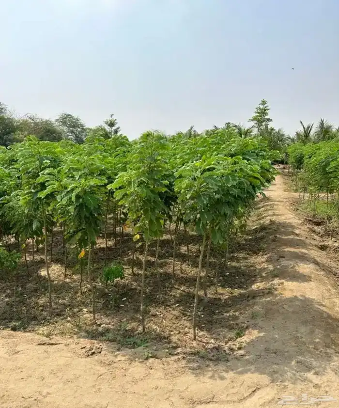 معلم مشاتل زراعي 0
