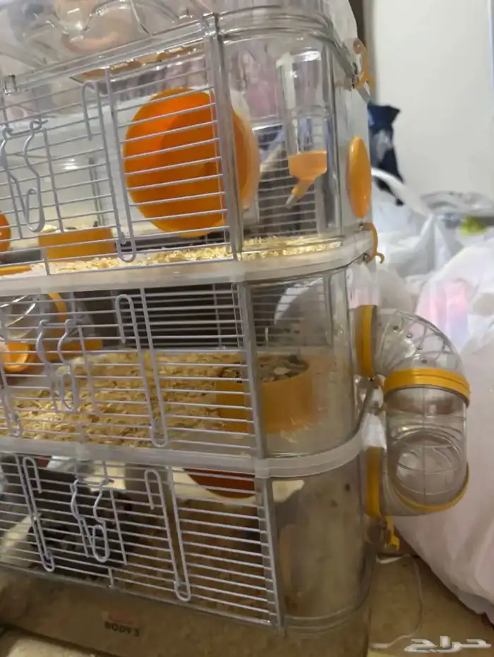 زوج مع صغارهم هامستر روسي الفرو كثيف وبيت3 دور 6