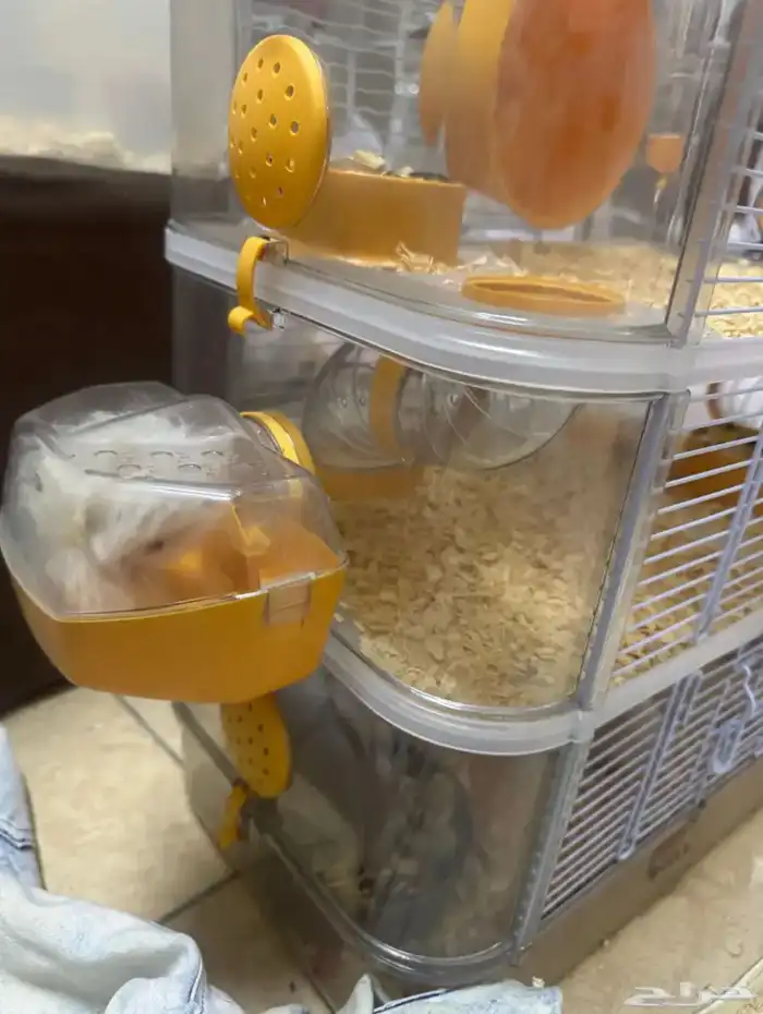 زوج مع صغارهم هامستر روسي الفرو كثيف وبيت3 دور 8