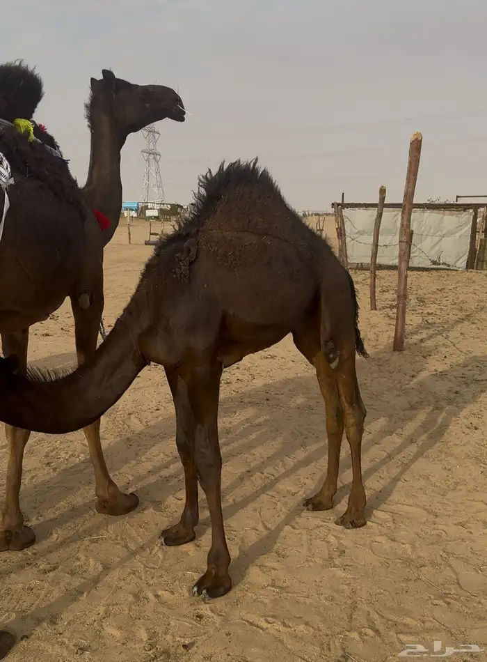 خلفات للبيع 4