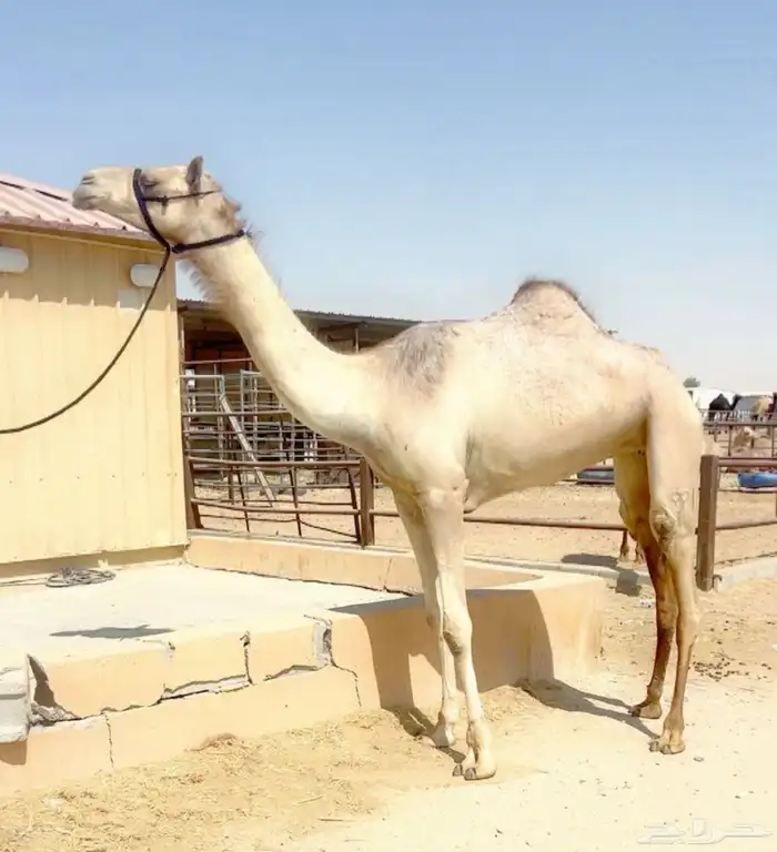 هجن 0