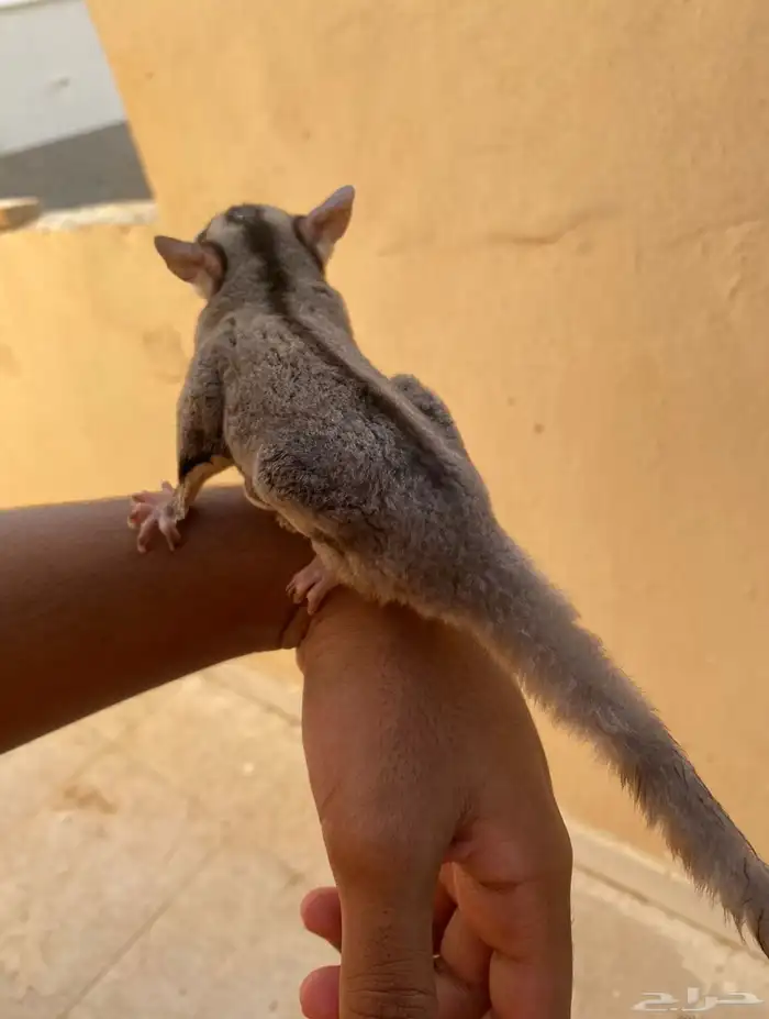 سنجاب طائر شوقر قلايدر 2
