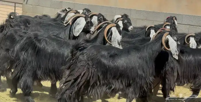 نقوة مراح عوارض طيبه الغالب دفيع العدد 20 راس 14