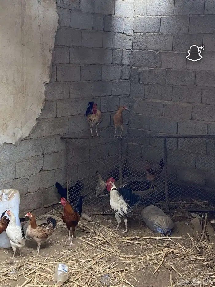دجاج بلدي وديوك 5