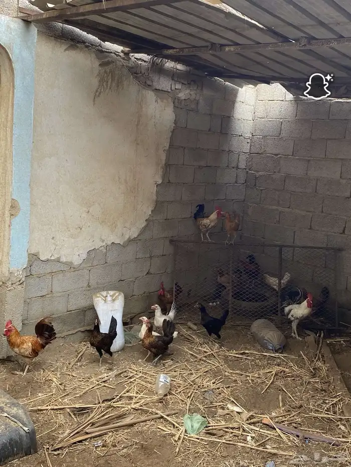 دجاج بلدي وديوك 2