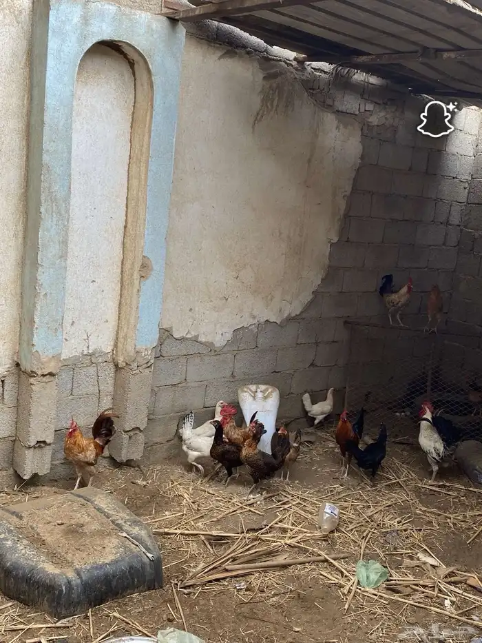 دجاج بلدي وديوك 7