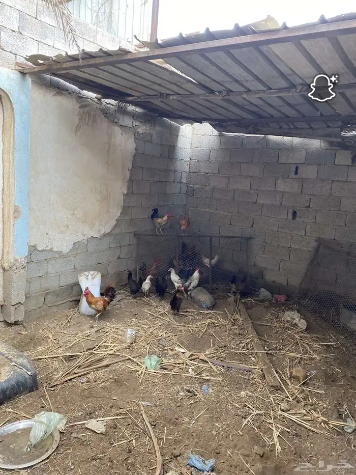 دجاج بلدي وديوك 3