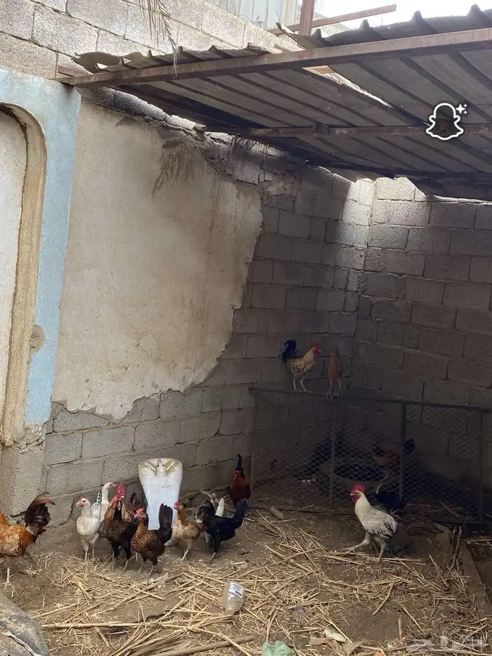 دجاج بلدي وديوك 1