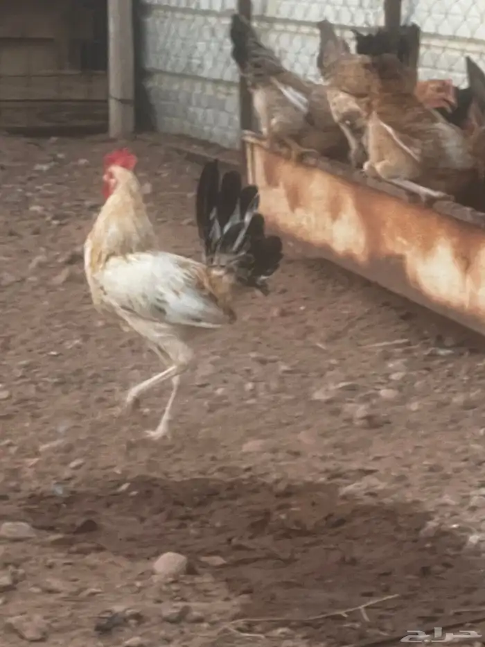 الحناكيه 8