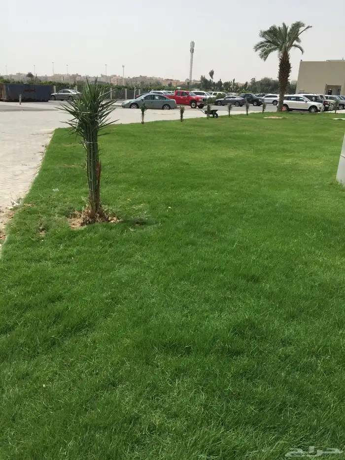 توريد وتركيب نخل العربي والوشنطني 4