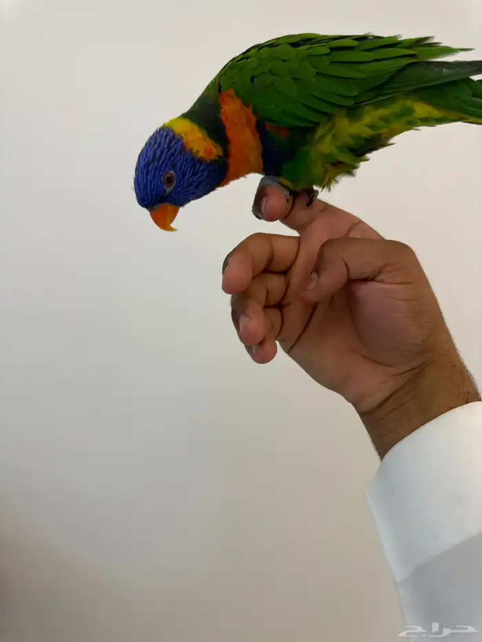 لوري 2