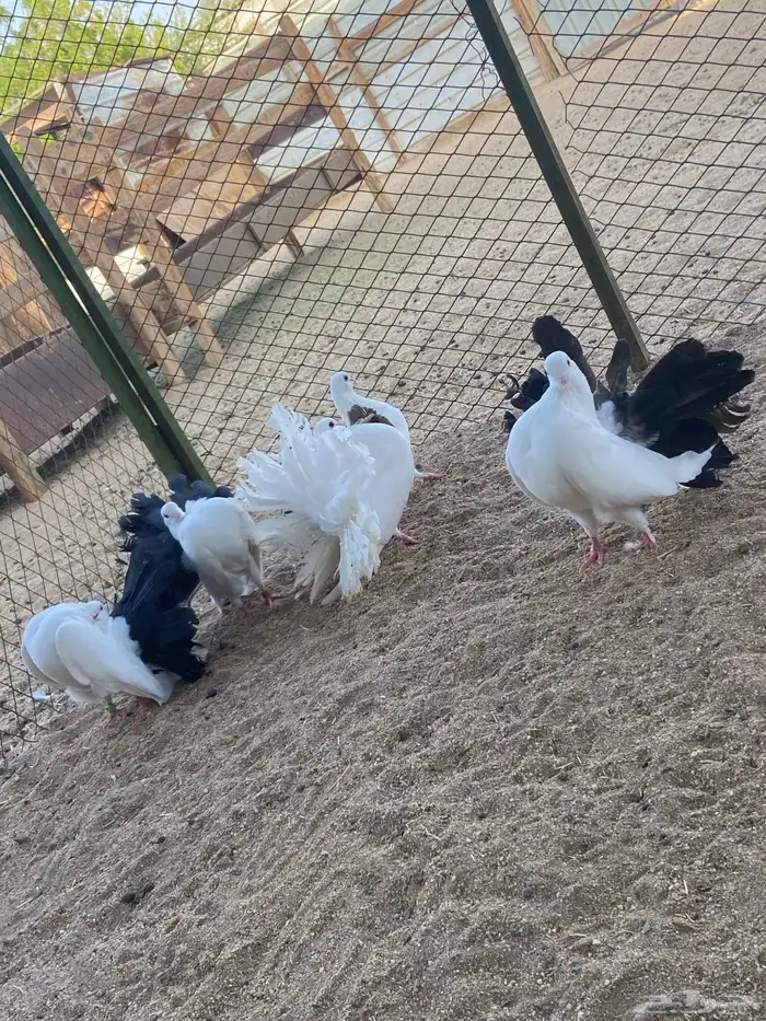 مجموعة رقاص هولندي 3