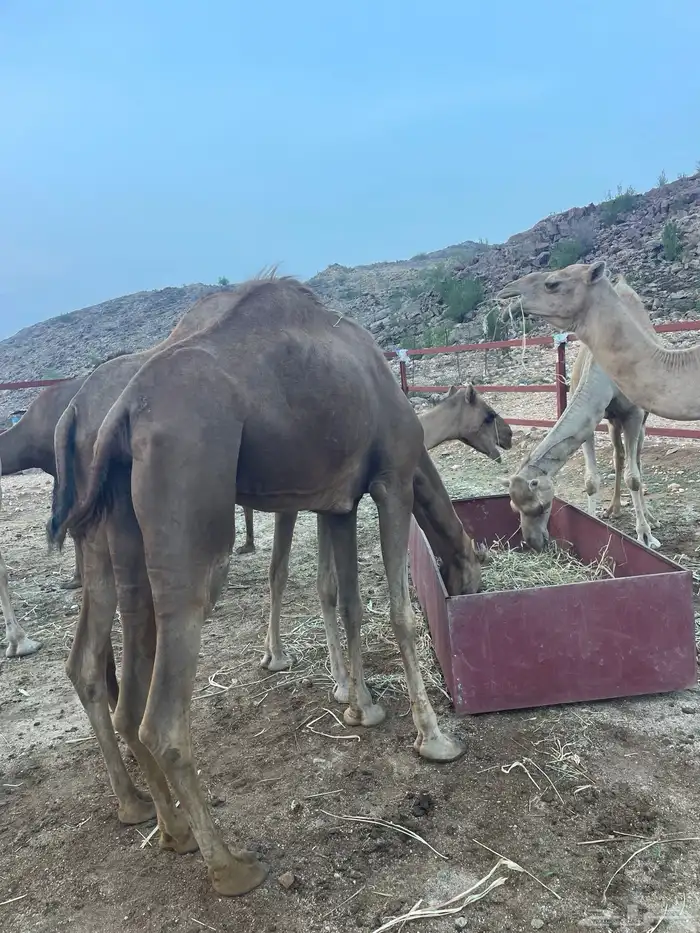 ابل للبيع 9 0