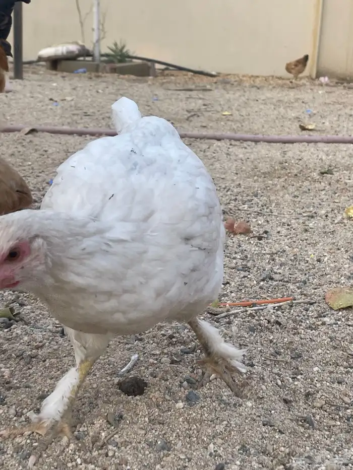 دجاج مسرول للبيع 0