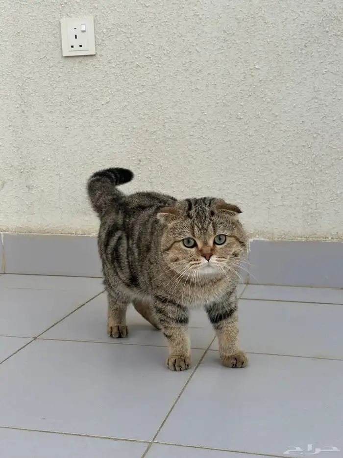 ذكر سكوتش فولد للبيع 2